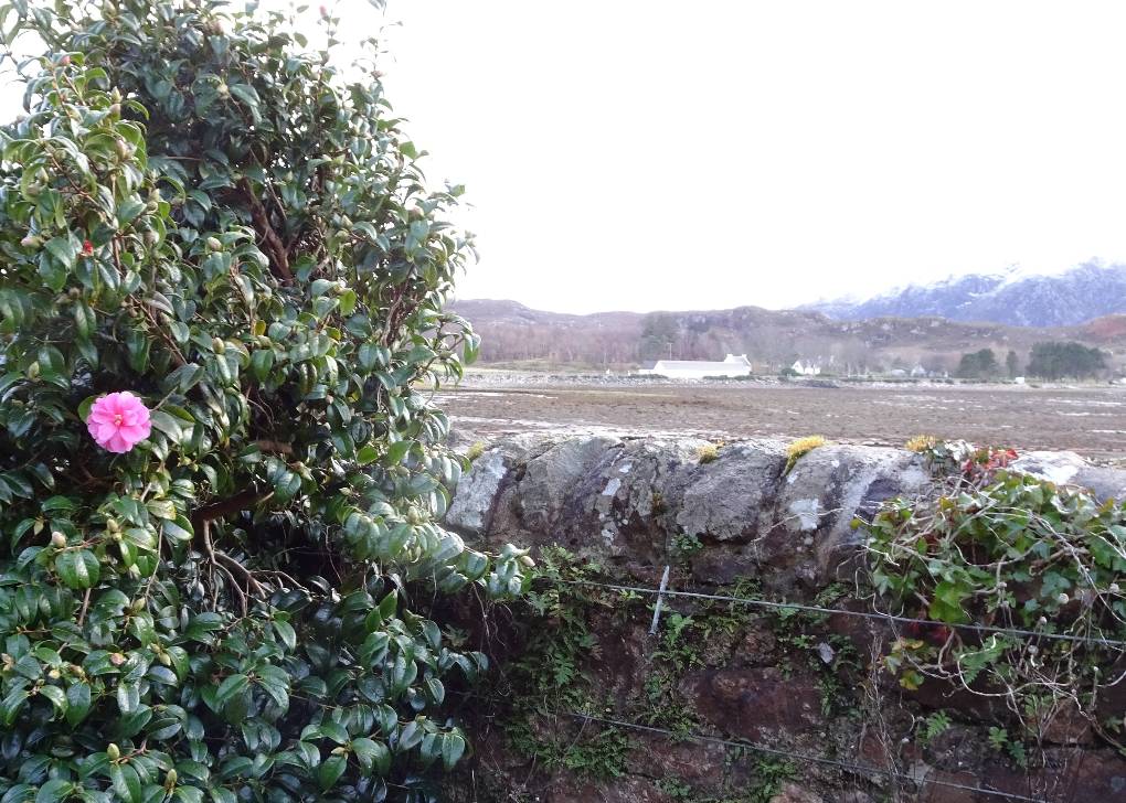 Gairloch, Wester Ross, Camelia in flower at sea level: snow on distant ridgeline, partly obscured ...