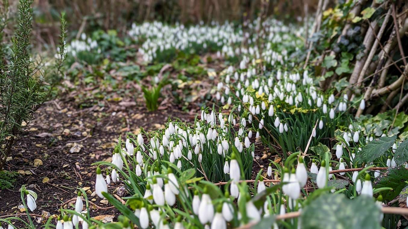 Berkhamsted, , Snowdrops in full blossom....
