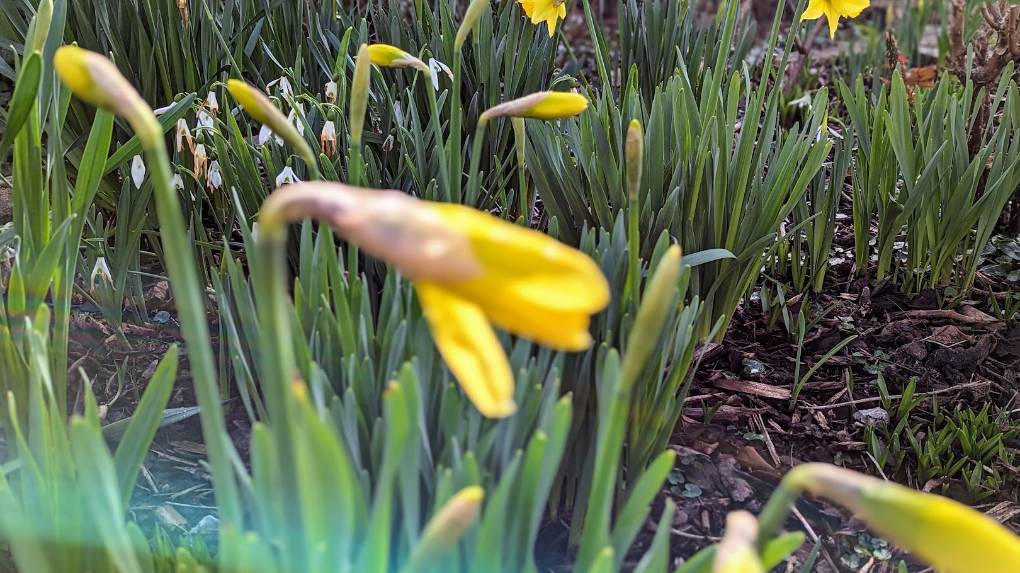 Berkhamsted, Herts, Signs of spring in the garden...