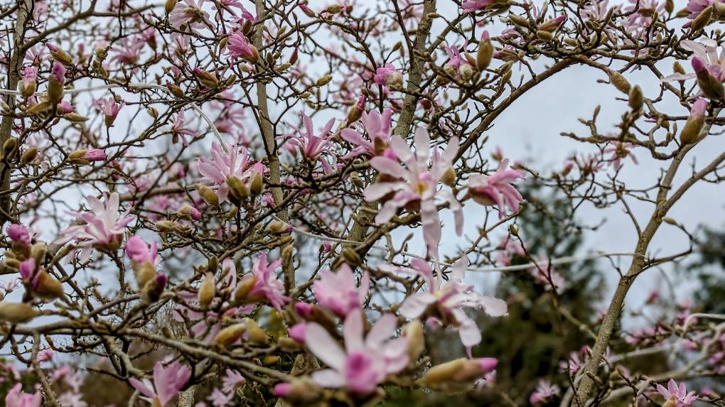 Berkhamsted, , Magnolia in bloom early this year...