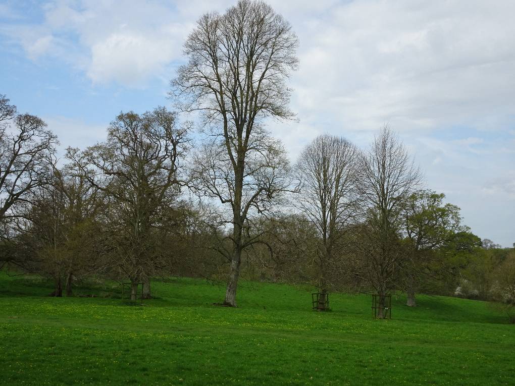 Yeovil, Somerset, There's always one - avenue, Montacute, NT, Som. 11 03 '15...