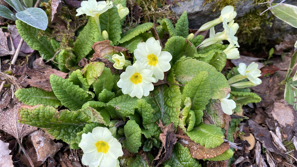 Grantown on Spey, Highlands, Primroses in the garden ...