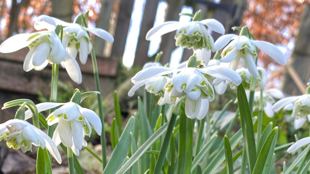 Grantown on Spey, Highlands, The snowdrops are still out. 17/3/24...