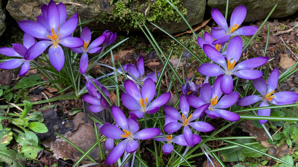 Grantown on Spey, Highlands, Spring crocus 17/3/24...