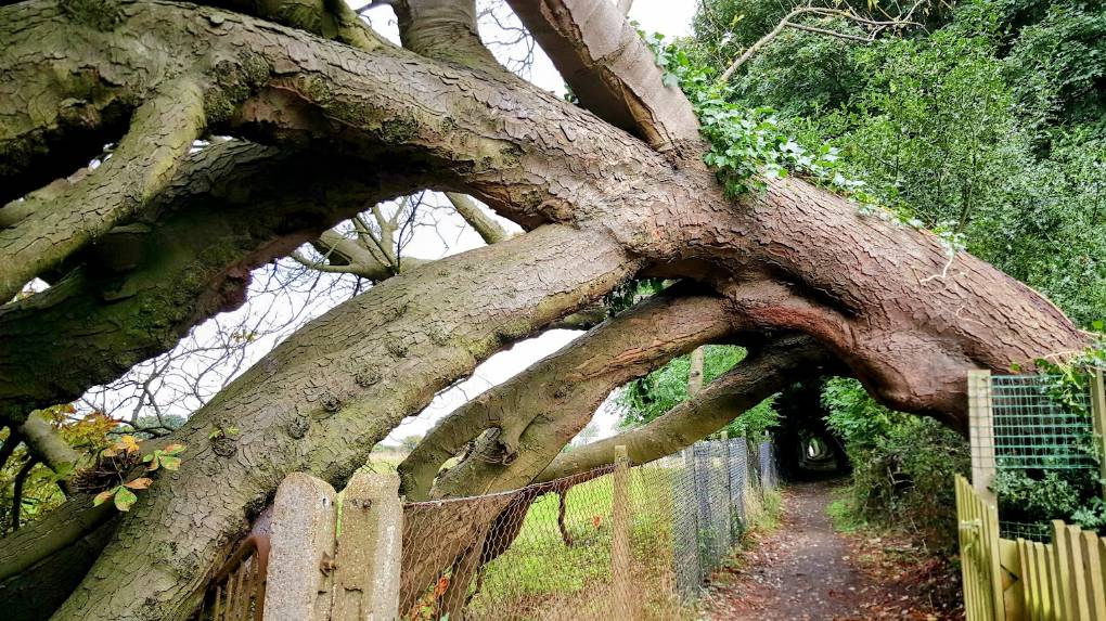 Berkhamsted, , Tree blown down by strong winds...