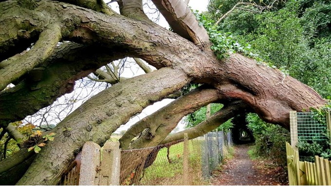 Tree blown down by strong winds. Posted by Brian Gaze