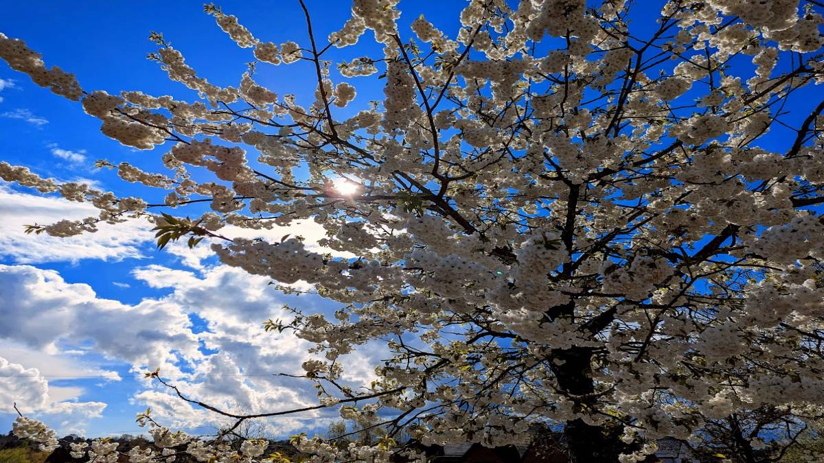 , , Cherry blossom in April...