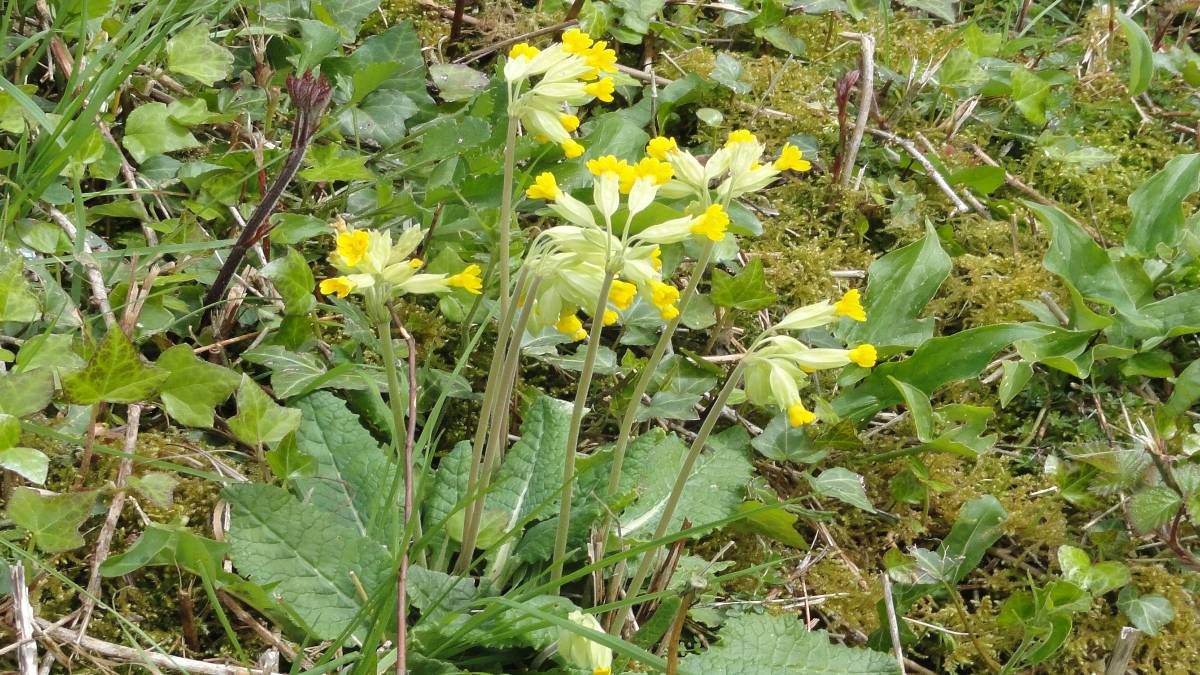 Shepton Mallet, Somerset, Cowslips - sign of Spring - South facing grassy bank, East Somerset, 16 Apr...