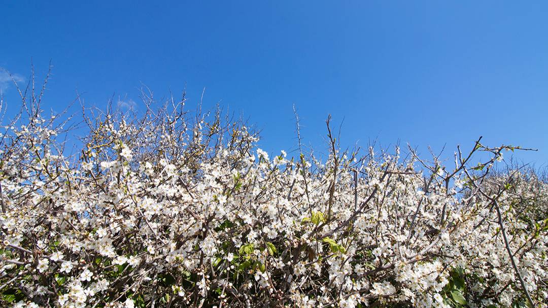Osmington Mills, Dorset, Blackthorn Winter 18/04/2024...