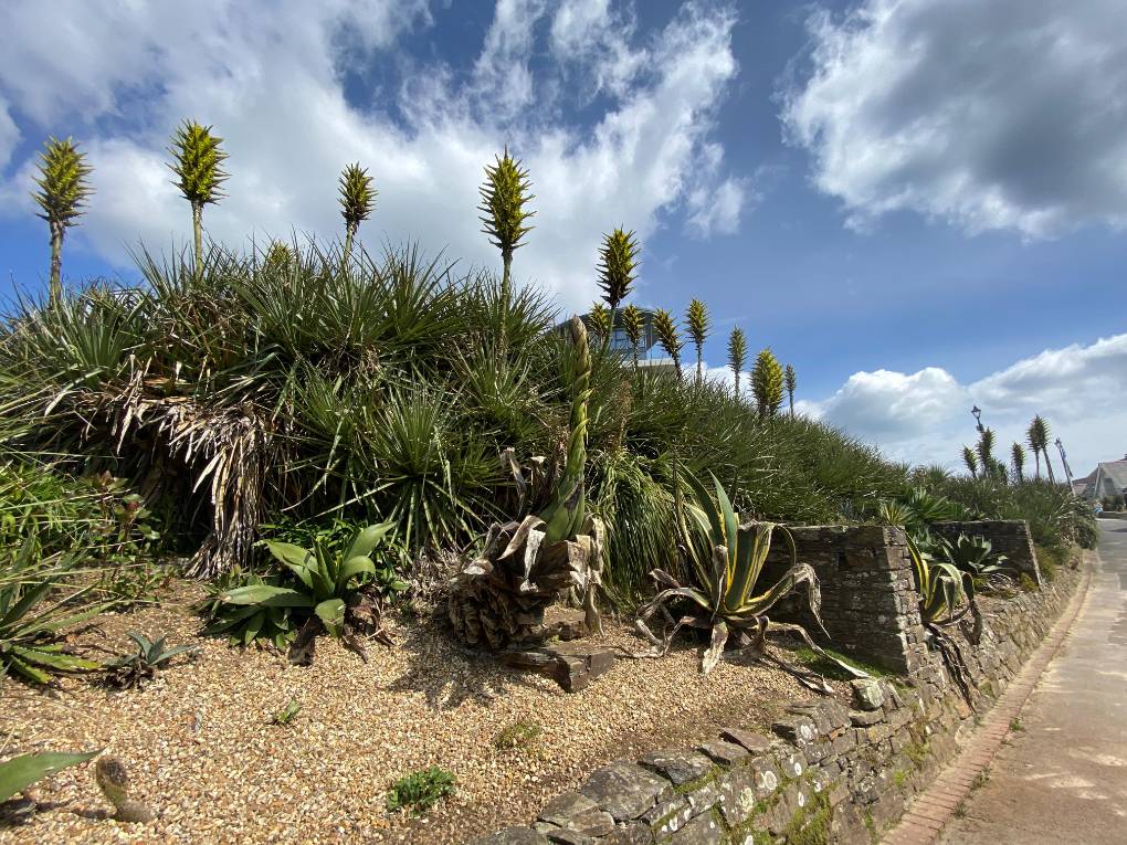 Falmouth, Cornwall, Gylly Gardens this lunchtime 22/04/24 (the full picture) Gorgeous hot day, ...