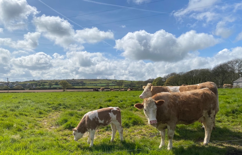Happy cows Constantine, Cornwall,, sent by Windy Willow