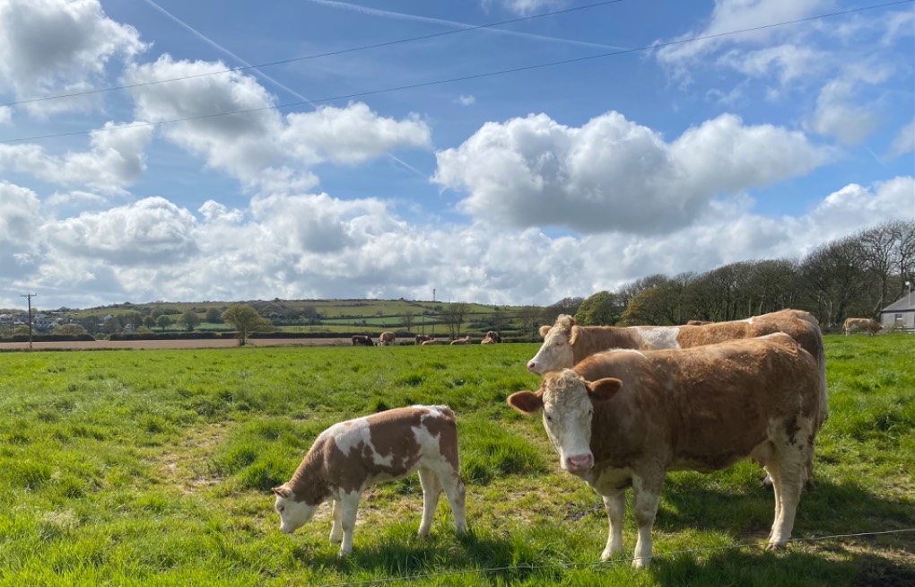 Constantine, Cornwall, Happy cows...