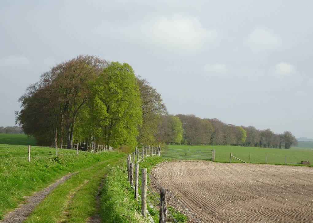 Beech tree windbreak, hazy morning, Chalk Downs nr Codford, S Wilts, 26 April '24. Some greening faster than others Codford, S Wilts,SW England, sent by slowoldgit