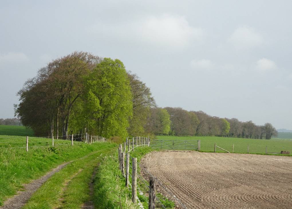 Codford, S Wilts, Beech tree windbreak, hazy morning, Chalk Downs nr Codford, S Wilts, 26 Apr...