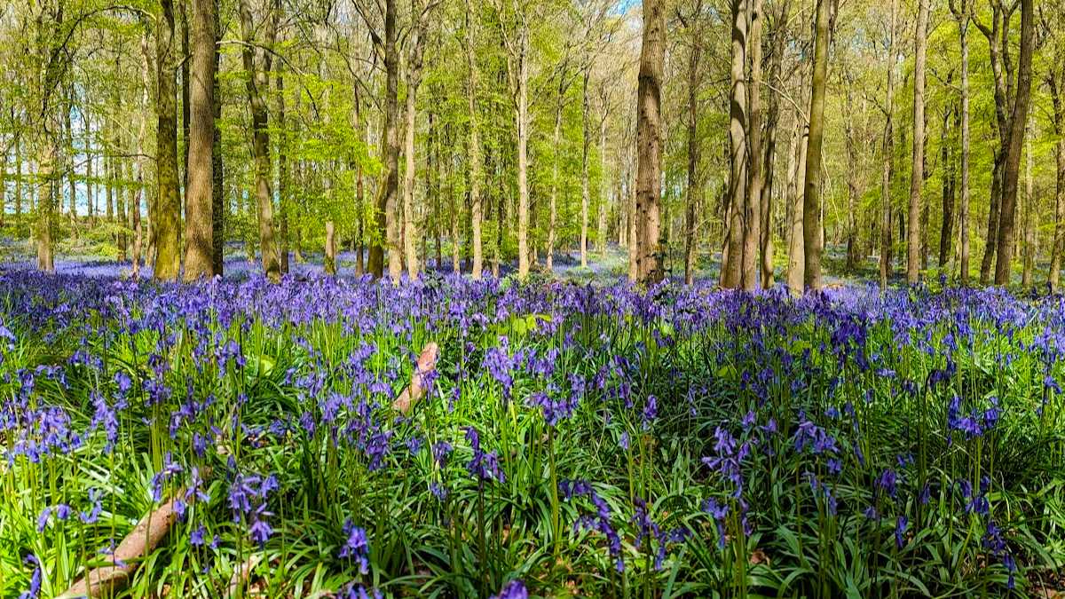 Berkhamsted, , Bluebells putting on a spectacular show at Dockey Wood...