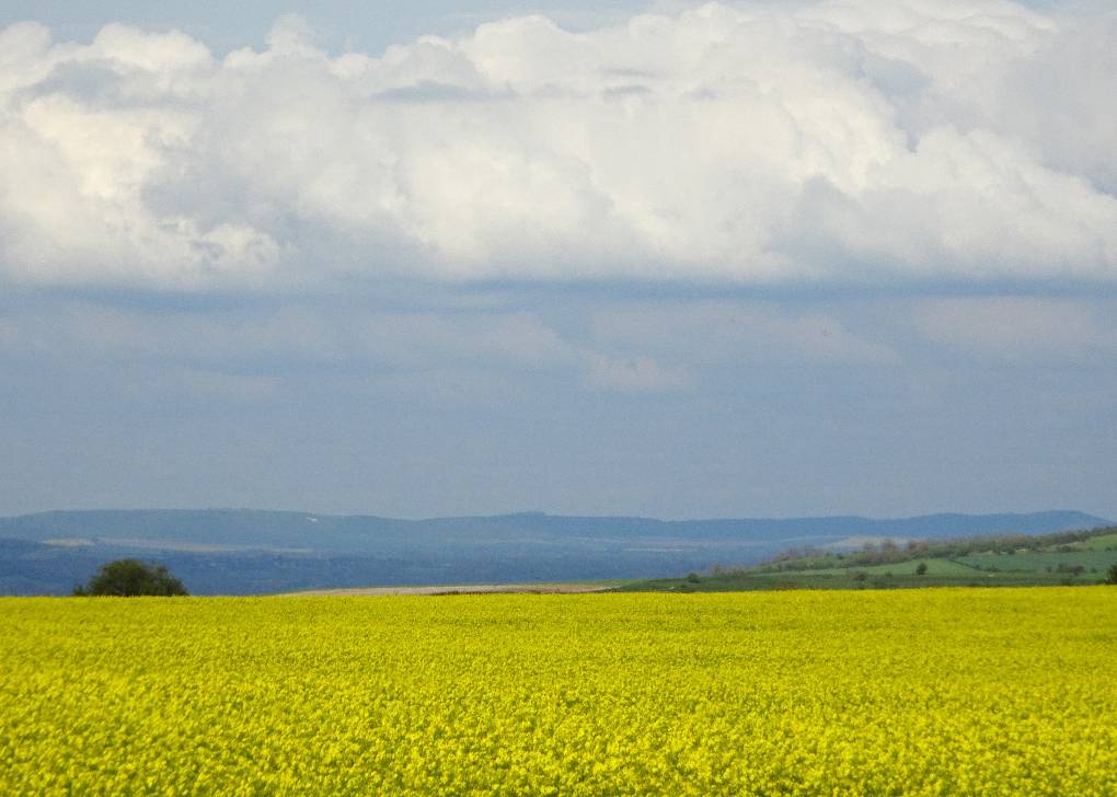 Westbury, Wilts, Level cloud base, Salis Plain, 30 April late aft, looking E, wind from S...