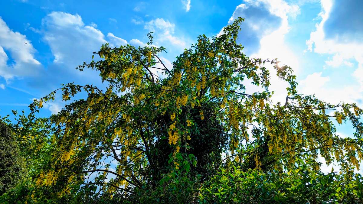 Laburnum, also known as golden chain or golden rain. Posted by Brian Gaze