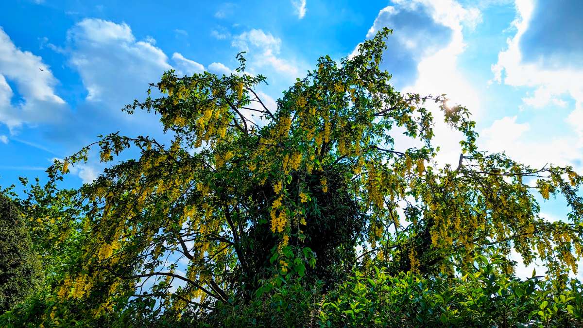 Berkhamsted, Herts, Laburnum, also known as golden chain or golden rain...