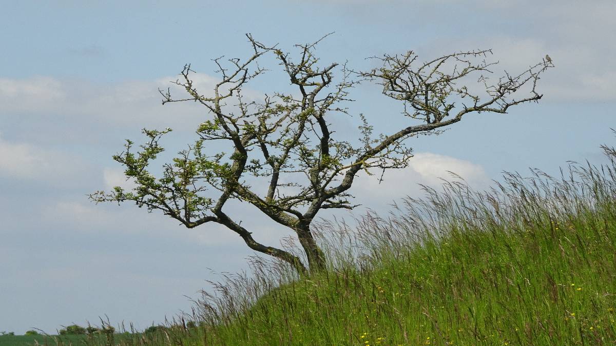 Cherhill nr Calne, Wiltshire, Hawthorn, only partly in leaf, perhaps short of water, climate change? Chal...