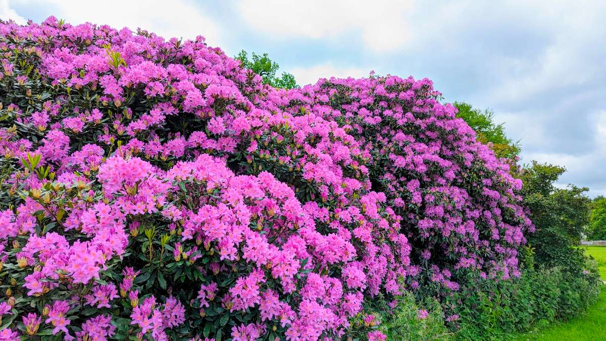 Berkhamsted, Herts, Rhododendron near Ashridge House...