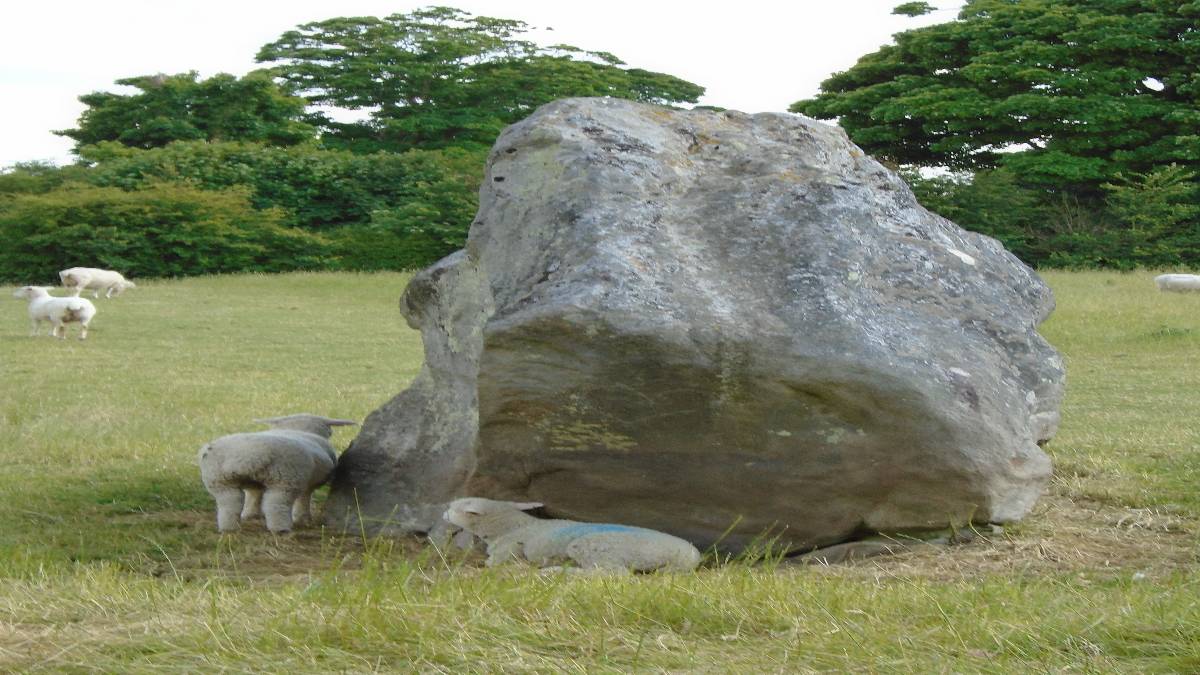 Calne, Wilts, Sheep sheltering, hazy sunny summer afternoon, Avebury stone circle 18 June...