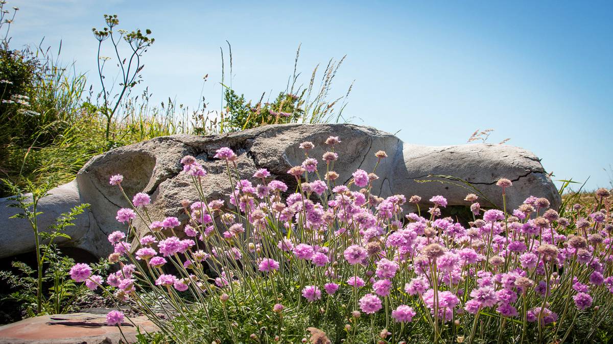 Kimmeridge, Dorset, Thrift and Bone - Fin Whale skull and flowering thrift....