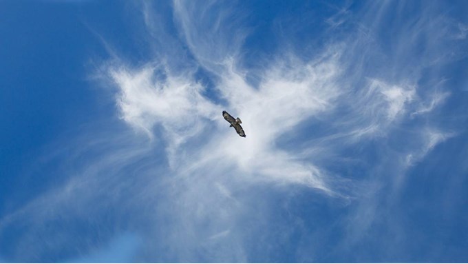 Frequent Flyer - A Buzzard Riding Thermals. Posted by JurassicCoast