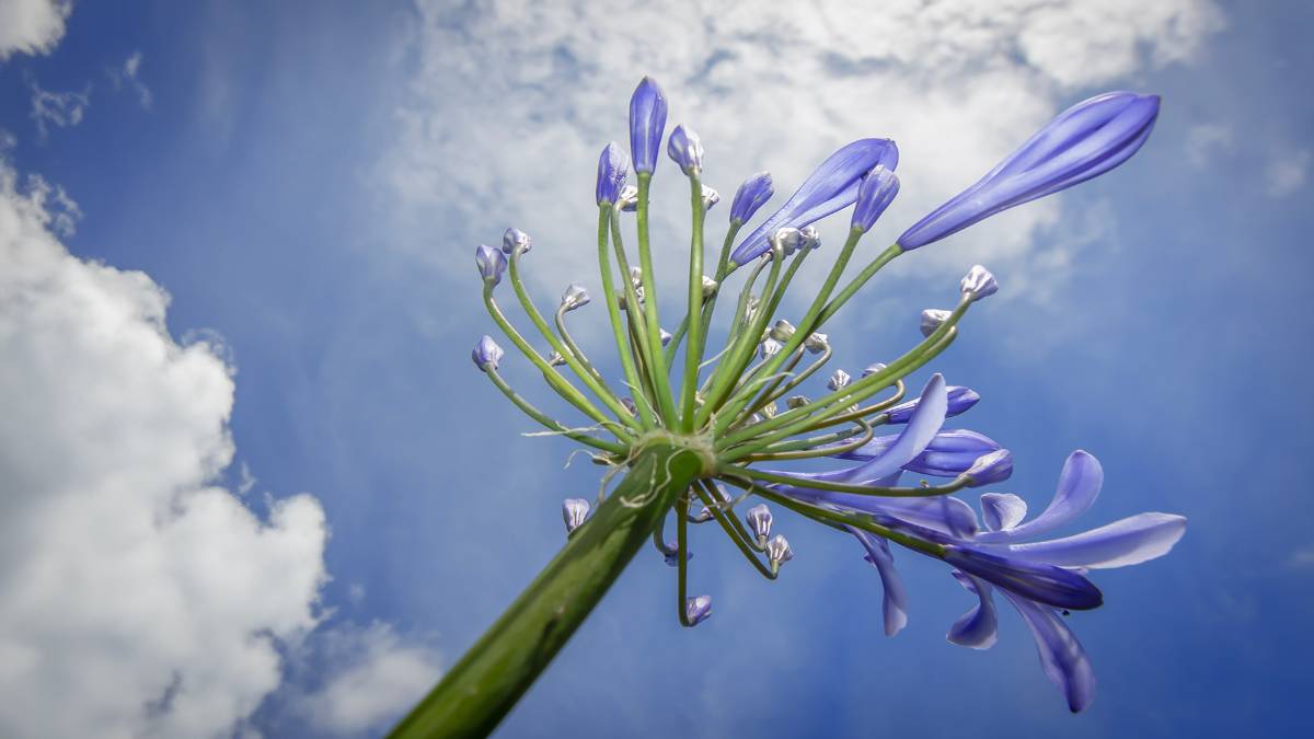 Dorchester, Dorset, Reach For The Sky - Agapanthus...