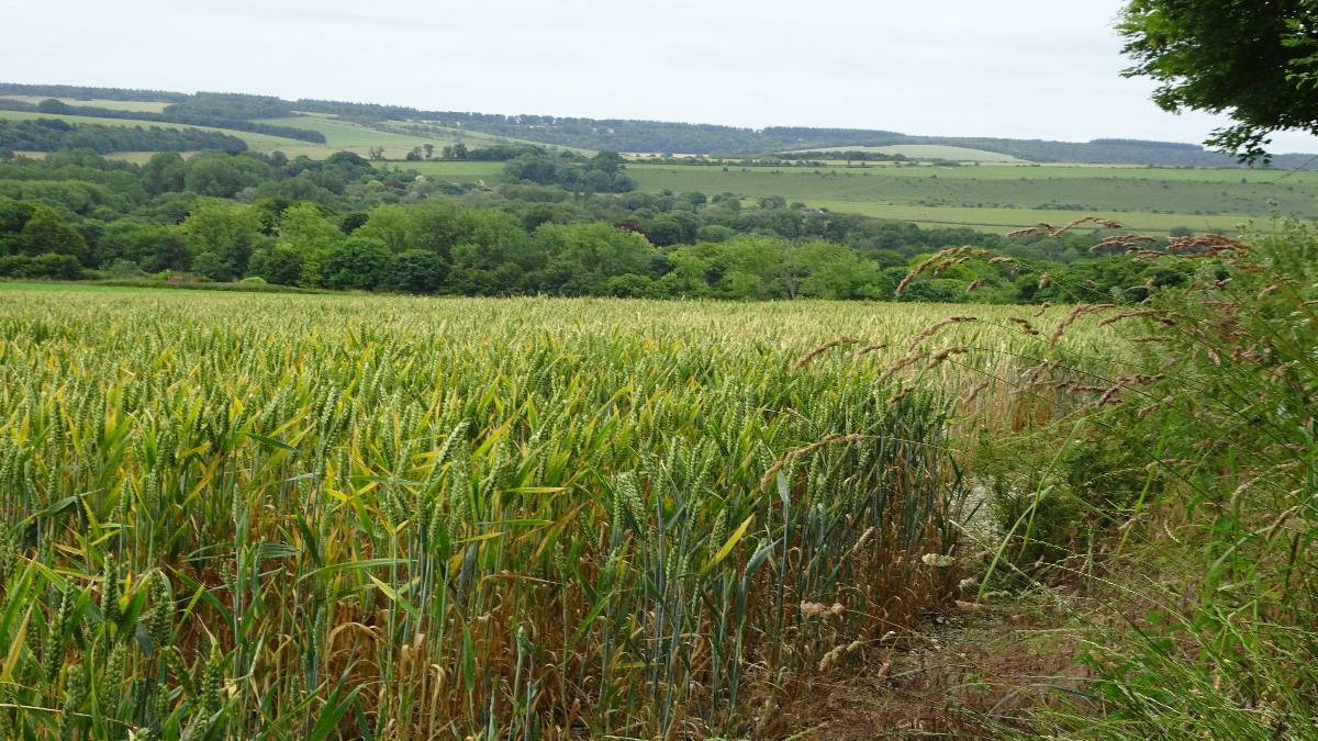Codford, Wilts, Wheat ripening, hedgebank grasses tall and seeds forming, Chalk Downs, humi...