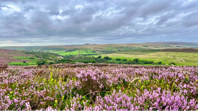 Purple season for the moorlands. Posted by toppiker60