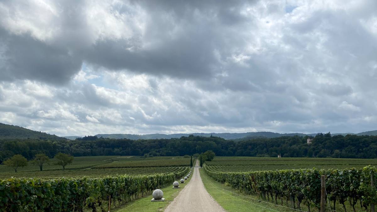 Cahors, Occitane, South France 09/09/2024 Chateau de Cayx vineyards of Malbec grapes...