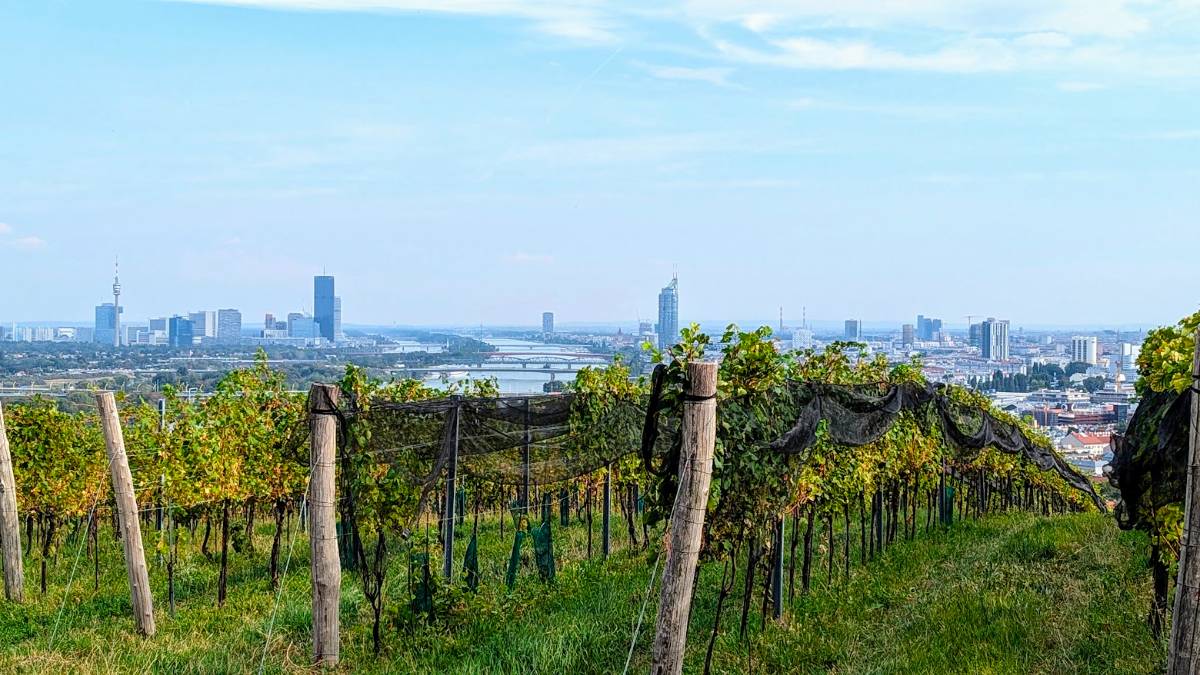 Vienna, , The vineyards of Vienna...