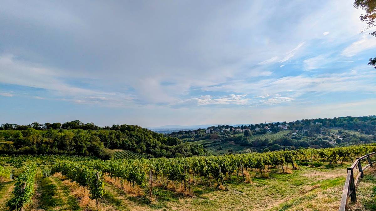 Vienna, , The vineyards of Vienna part 2...
