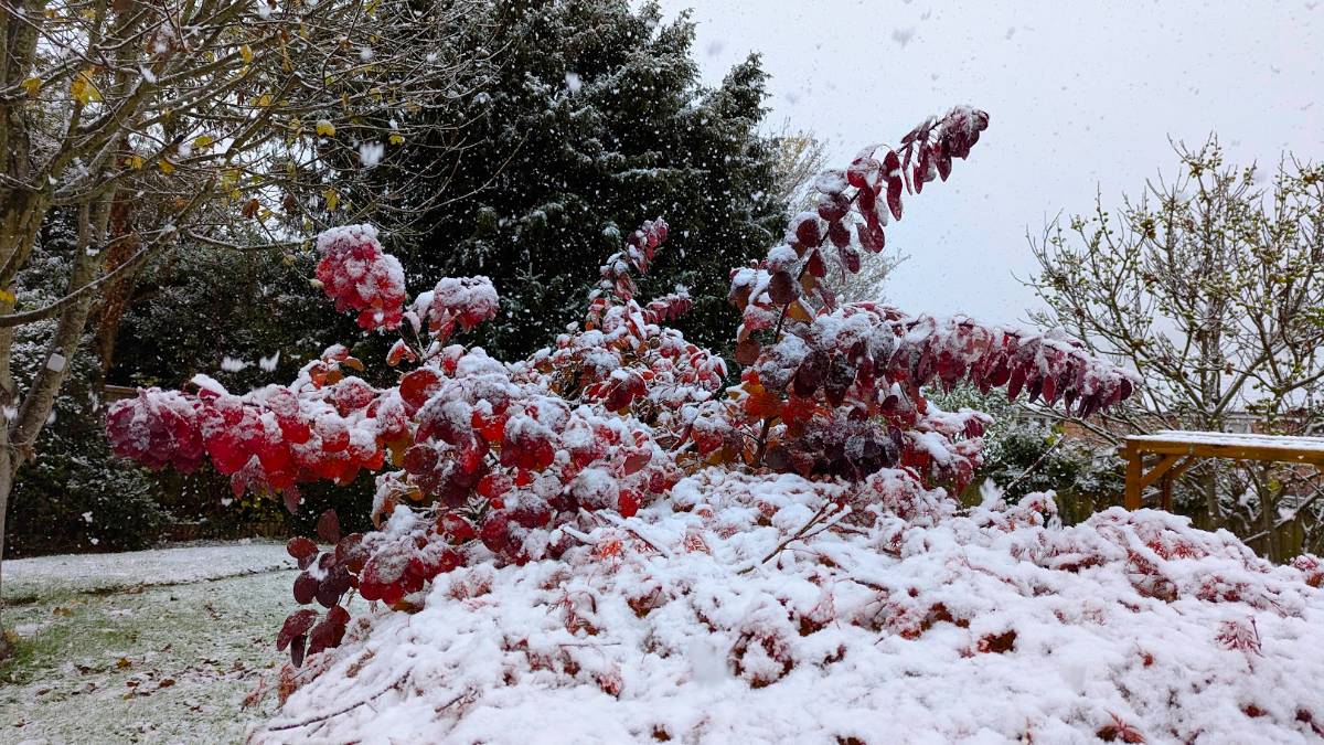 Berkhamsted, Herts, Autumn and winter at the same time...