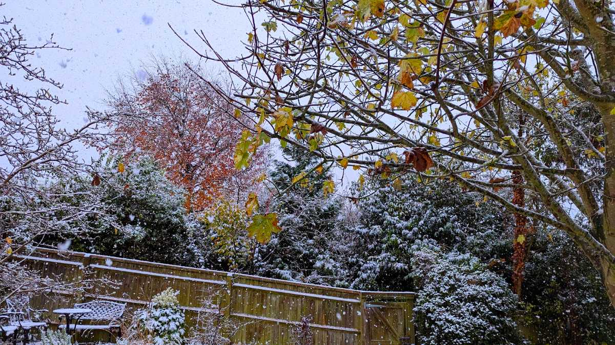 Berkhamsted, Herts, Shades of autumn remain as the snow falls...
