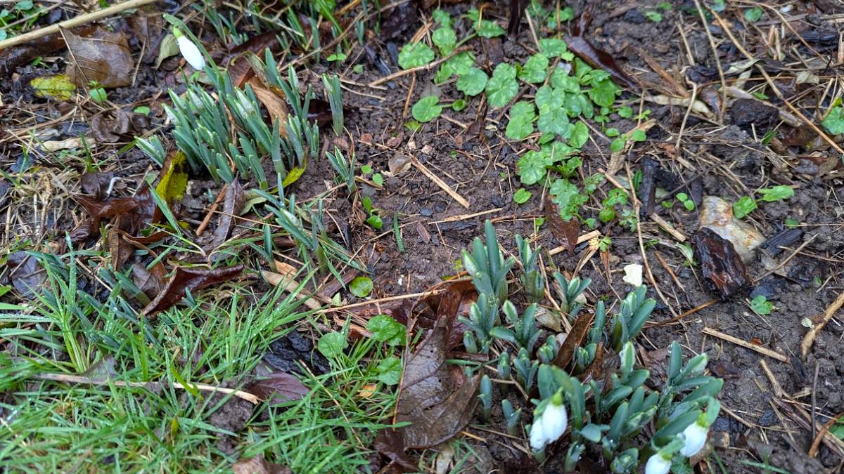 , , From snow to snowdrops in hours...