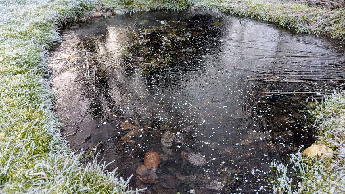 Berkhamsted, Herts, Frozen pond...