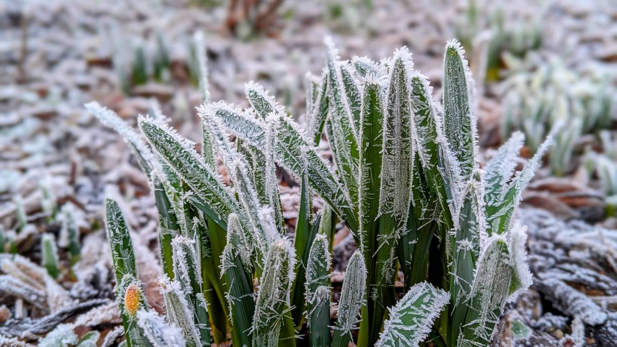Berkhamsted, Herts, Ice on the daffs...