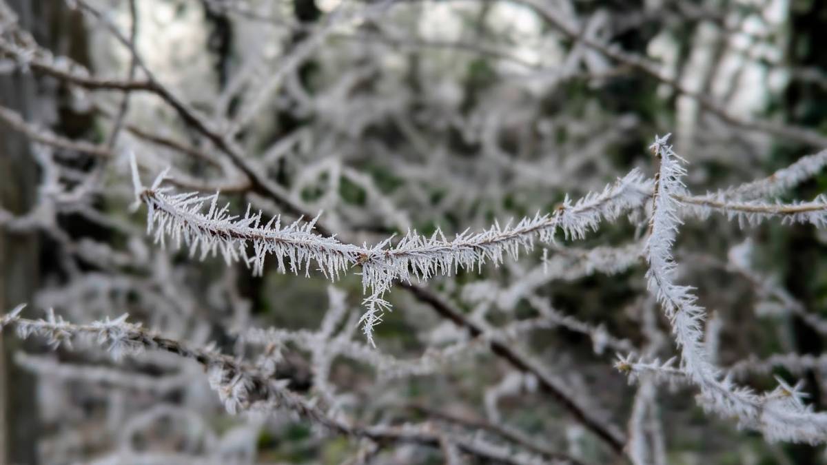 Tring, , Rime ice...