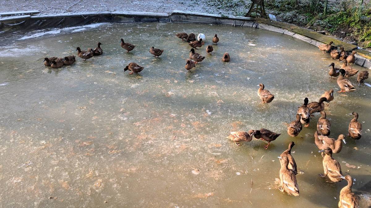 Tring, , Frozen duck pond...
