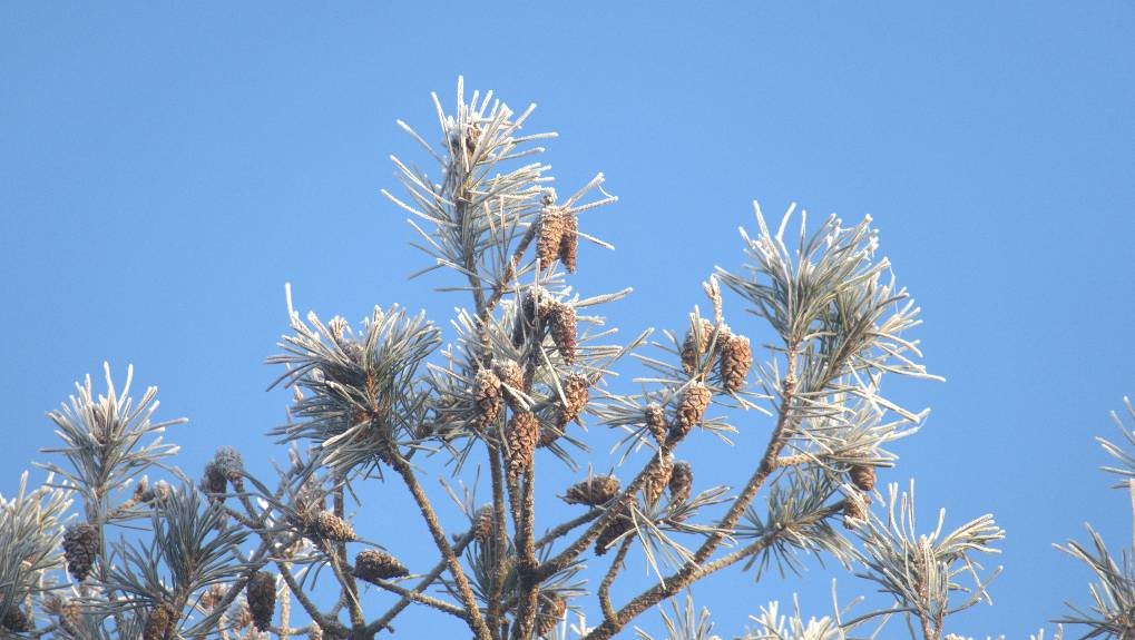 Leysdown, , A frosty Scots Pine...