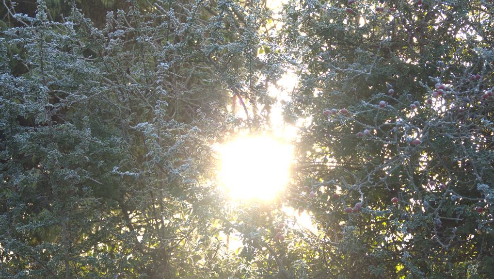 Leysdown, , The sun shines through some rime-covered shrubs...