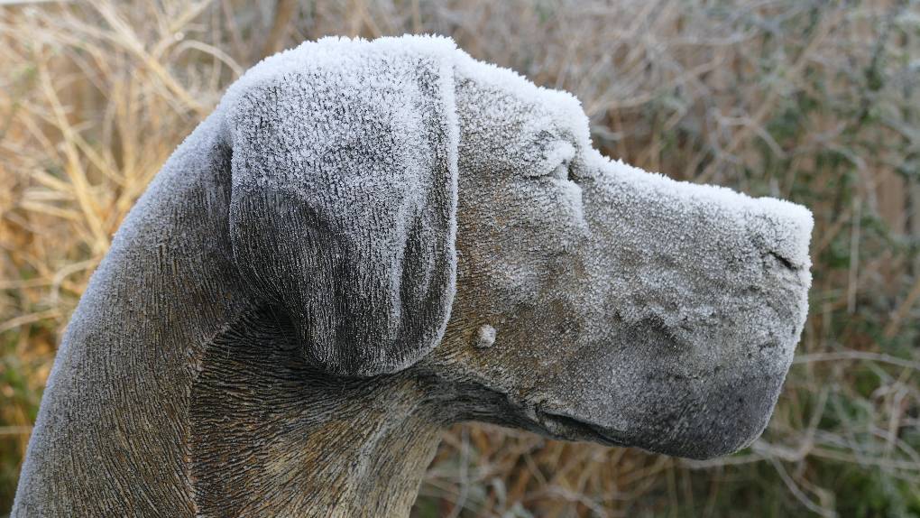 Leysdown, , A thick hoar frost on a Great Dane statue...