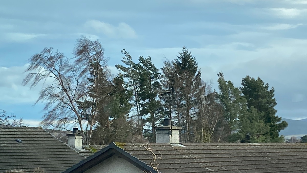 Grantown on Spey, Highlands, A bit breezy. The birch tree branches are fairly flapping about. Gusts of 6...
