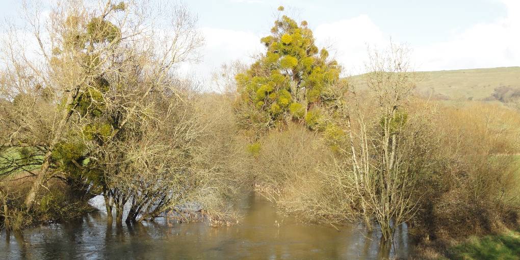 Sturminster Newton, Dorset, R Stour over-full, flowering mistletoe shows 'The Golden Bough' effect in s...
