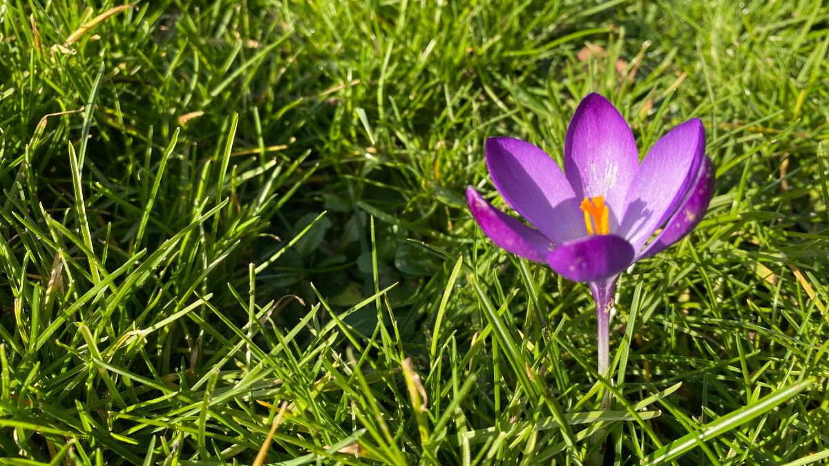 Spalding, Lincolnshire, Lone crocus in the sun on the last day of winter. ...