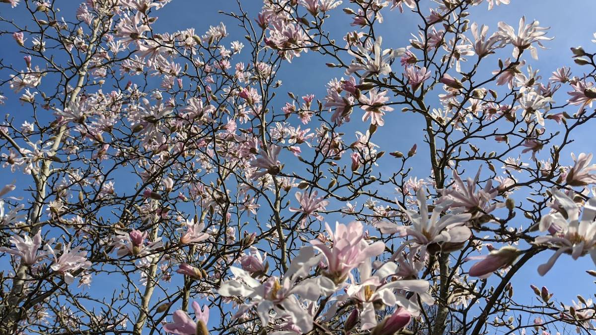 Berkhamsted, , Magnolia in bloom...