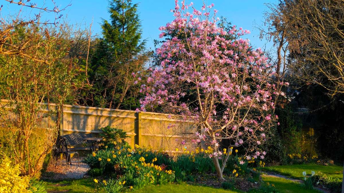Berkhamsted, Herts, Magnolia in bloom...