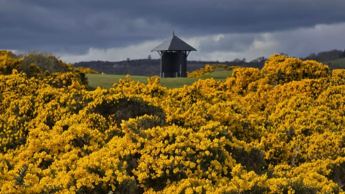 Fortrose, Inverness-shire, The whins (aka gorse) were bright today in the sunshine....