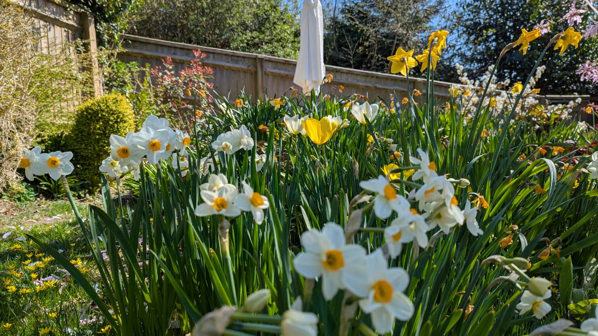 Berkhamsted, , Spring flowers ...